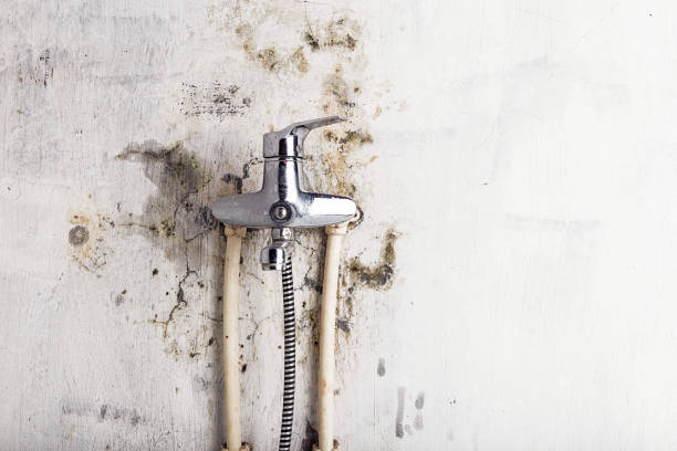 Best Post-Flood Mold Remediation in Camp Point, IL