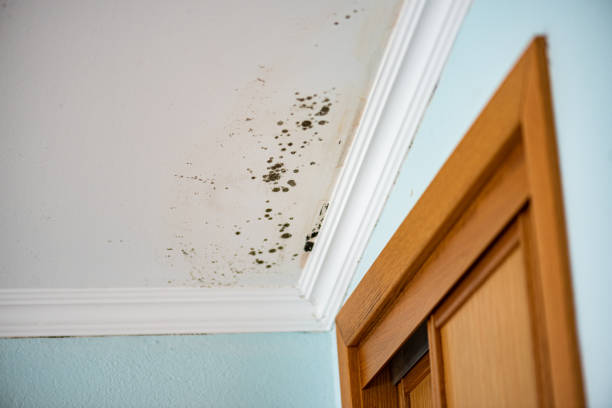 Best Industrial Mold Remediation in Camp Point, IL