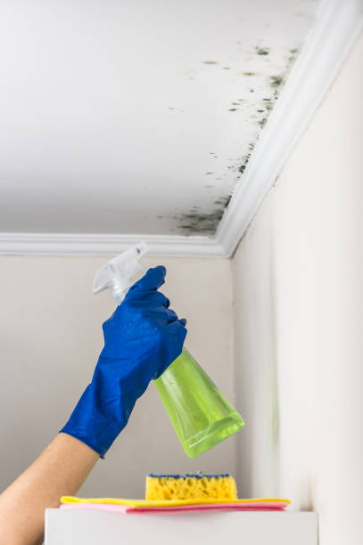 Best Localized Mold Remediation (e.g., coastal areas, humid climates) in Camp Point, IL